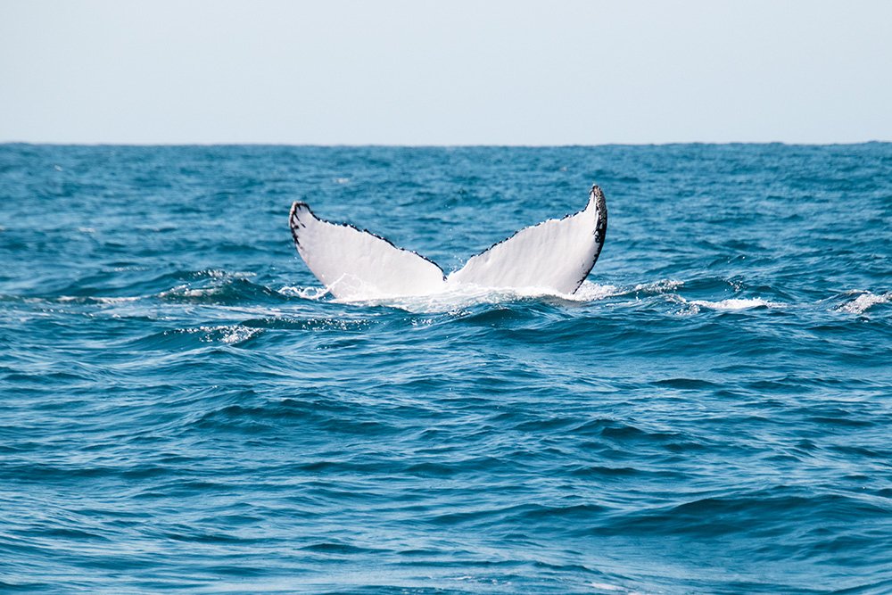 6616ab8ed8c3c268632d0a1d_whale-tail-at-manly-nsw-web_1765689881084.jpg