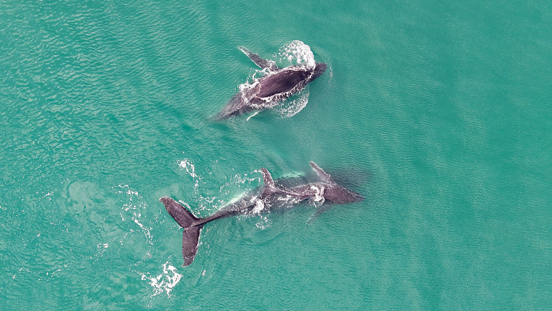 6616ab8ed8c3c268632d0a1d_whales-and-calf-playing-in-the-waters-off-hervey-bay_1768025556876.jpg