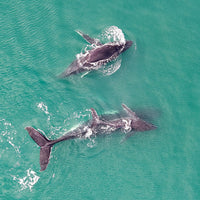 6616ab8ed8c3c268632d0a1d_whales-and-calf-playing-in-the-waters-off-hervey-bay_1768025556876.jpg