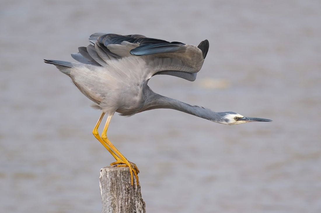 6616ab8ed8c3c268632d0a1d_white-faced-heron-about-to-take-off_1768279622597.jpg