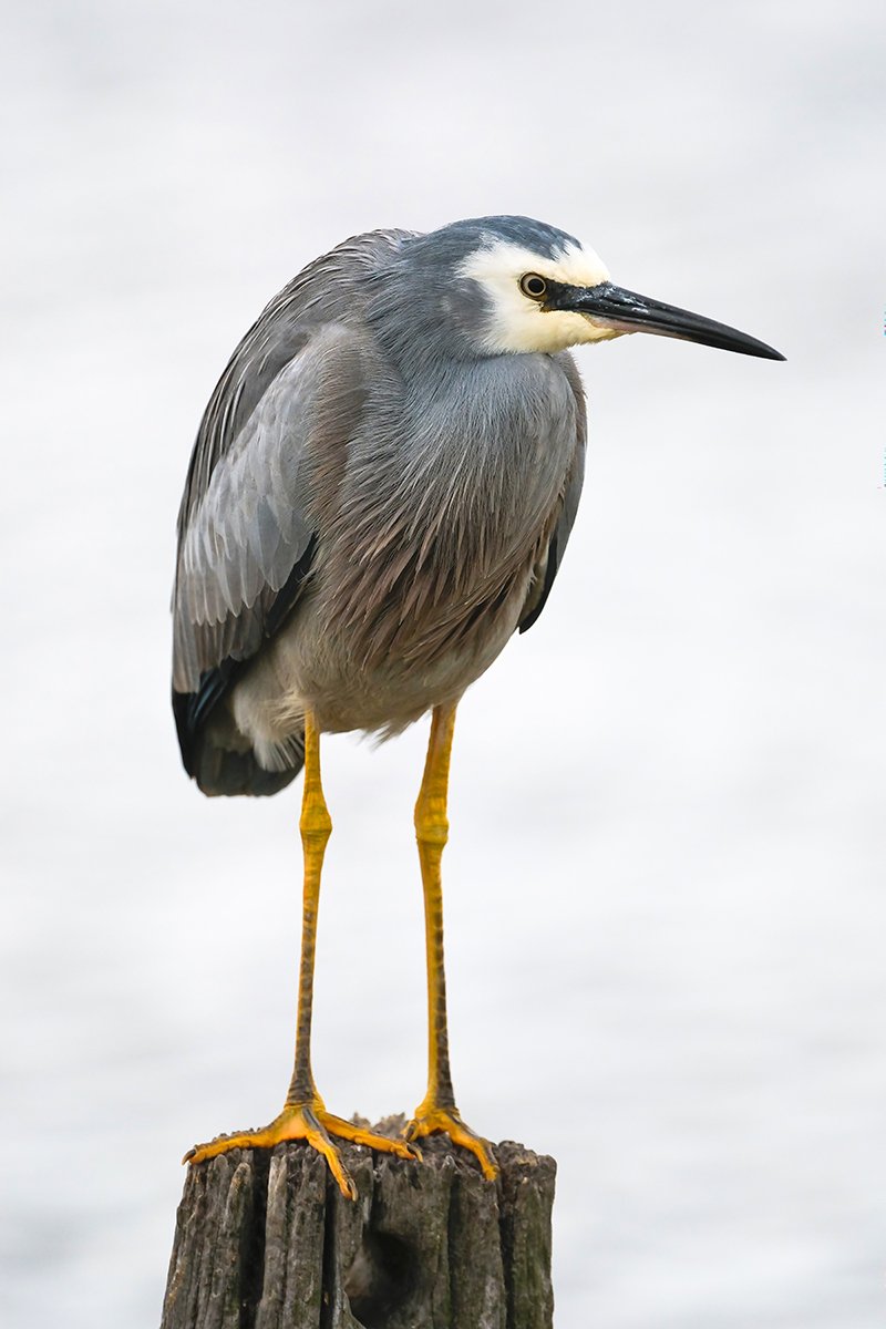 6616ab8ed8c3c268632d0a1d_white-faced-heron-on-wooden-post-coorong-south-australia_1768279904391.jpg