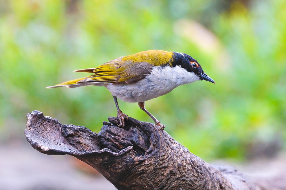 6616ab8ed8c3c268632d0a1d_white-naped-honeyeater-nangawooka-south-australia_1768280280318.jpg