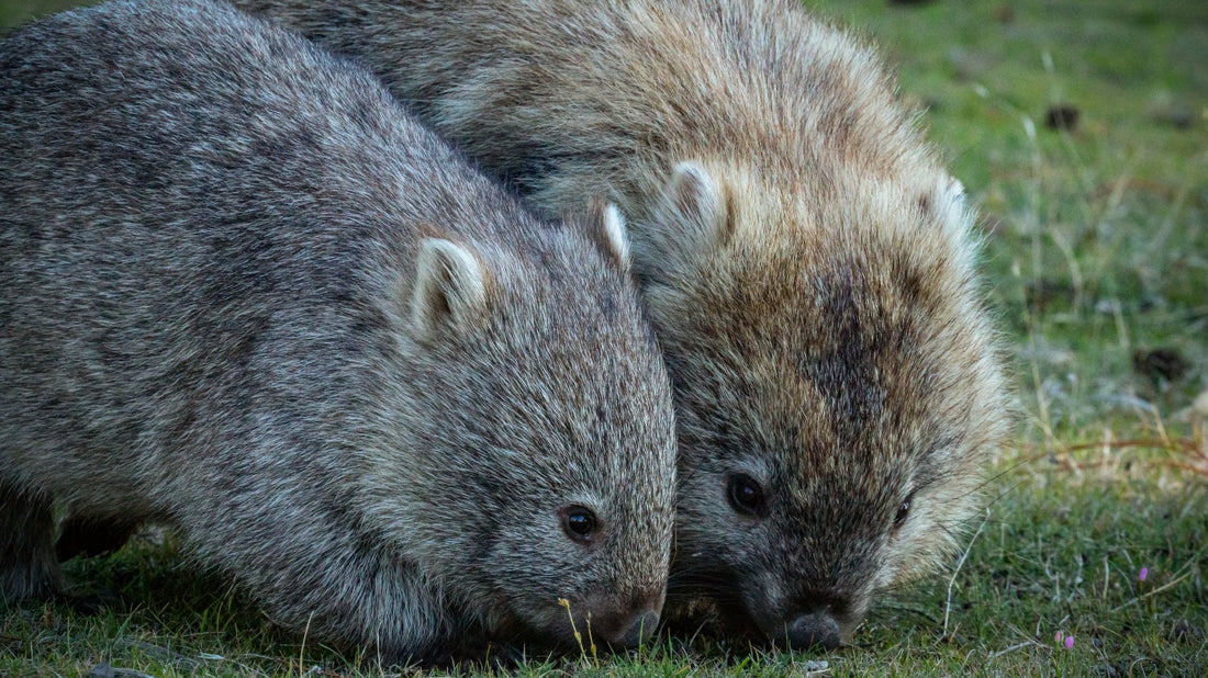 6616ab8ed8c3c268632d0a1d_wombats-16x9_1765528569354.jpg
