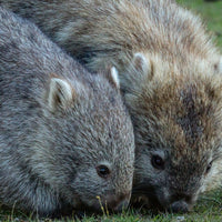 6616ab8ed8c3c268632d0a1d_wombats-16x9_1765528569354.jpg
