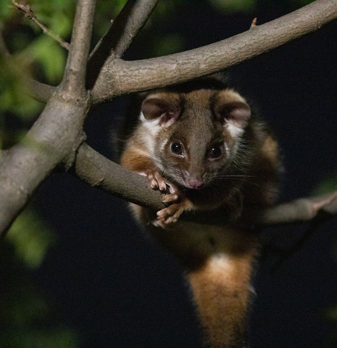 6616ab8ed8c3c268632d0a1d_young-ringtail-possum_1762737426492.jpg