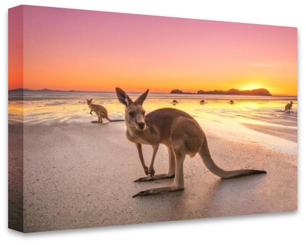 Mackay Kangaroo Sunrise - 2