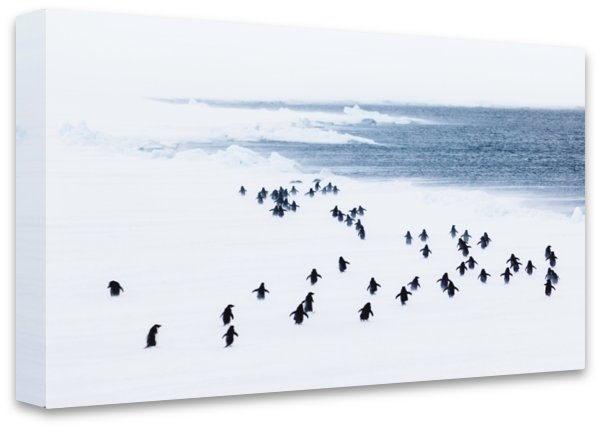 Penguins in a storm, Antarctica - 3