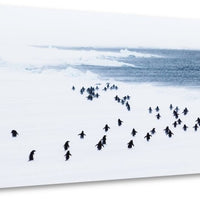 Penguins in a storm, Antarctica - 3