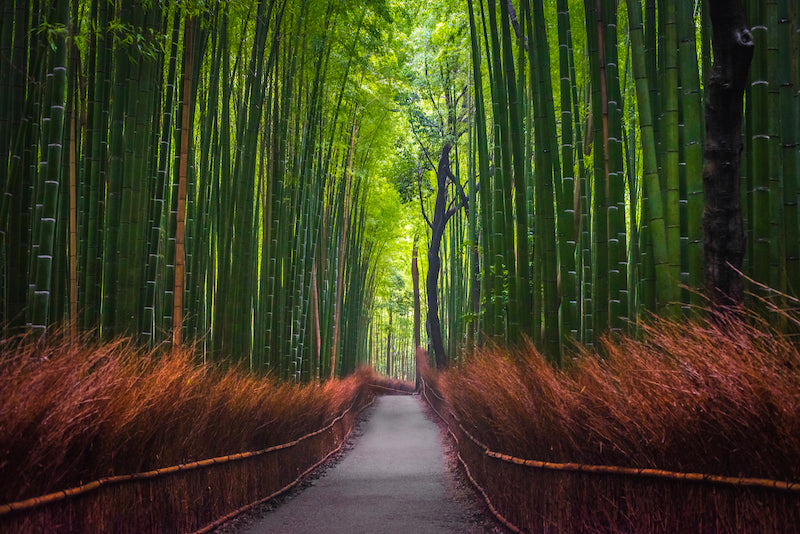 ARASHIYAMA BAMBOO KYOTO