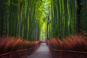 ARASHIYAMA BAMBOO KYOTO