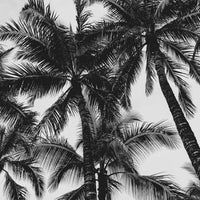 Waikiki Palms - 1