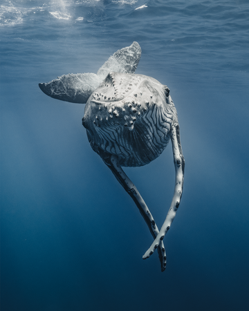 Baby Whale
