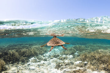 Turtle inhale