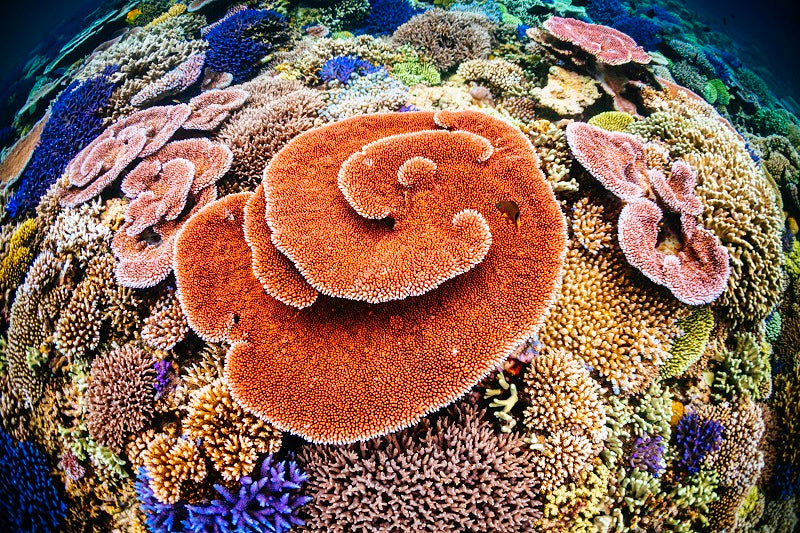 Coralscape - 1