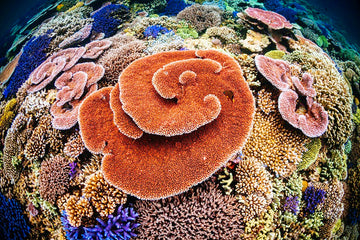 Coralscape - 1