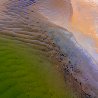 Cotton Tree Abstract
