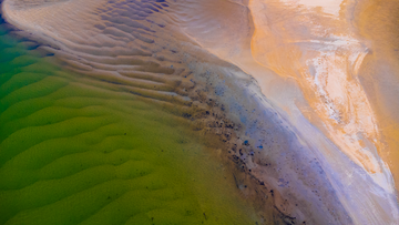 Cotton Tree Abstract