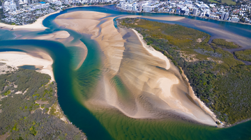 Cotton Tree Ariel