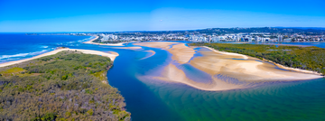 Cotton Tree Pano