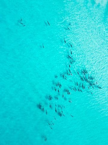 Dolphin Superpod | Esperance