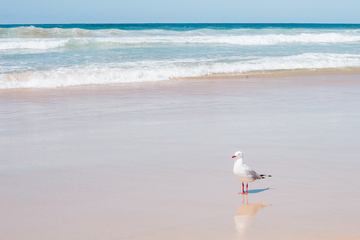 Dream Beach 2