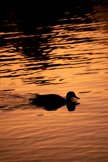 Duck, duck...