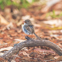Graceful Perch: Female Superb Fairy Wren on an Australian Branch