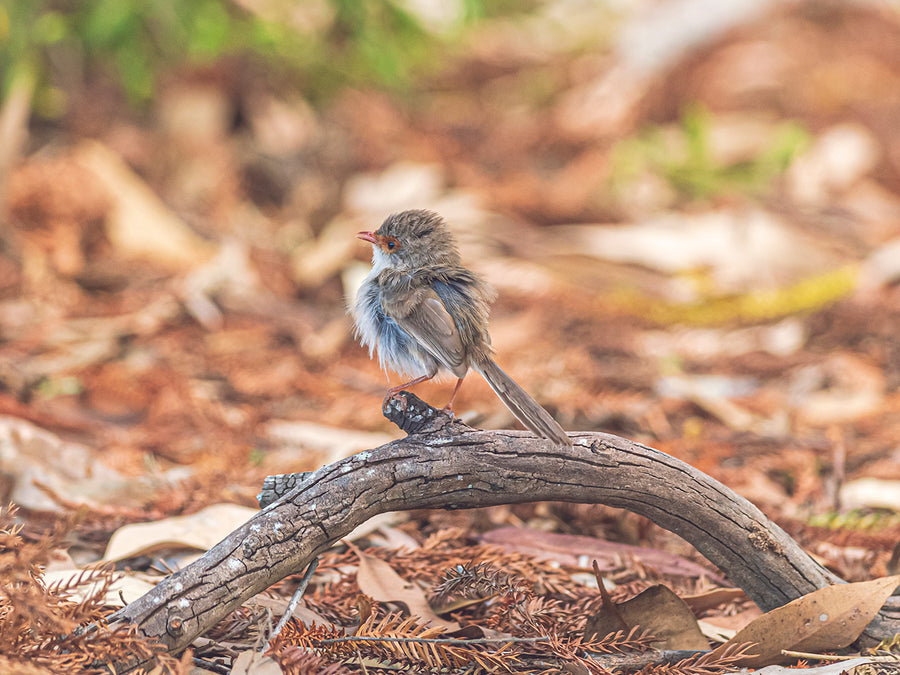 Graceful Perch: Female Superb Fairy Wren on an Australian Branch