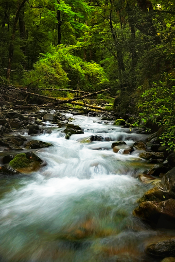 Forest Creek, West Coast