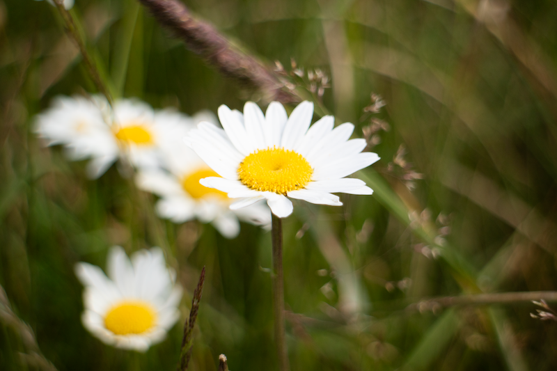 Forest Daisy