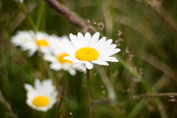 Forest Daisy