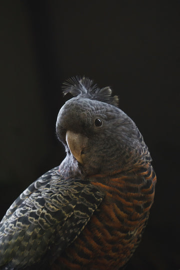 Gang Gang Cockatoo