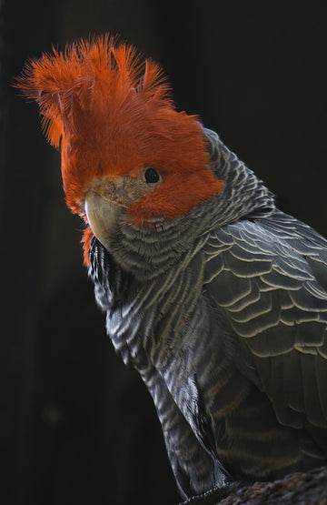 Gang Gang Cockatoo (Red)
