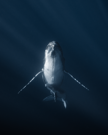 Ghosts of the Deep
