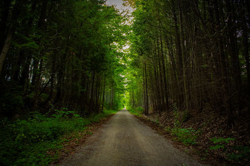 Goderich forest