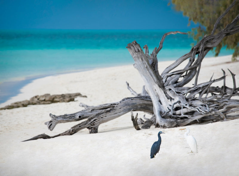 HERON ISLAND HERONS