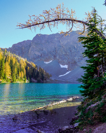 Happy Larch