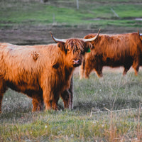 Highland Cow pair, Western Australia