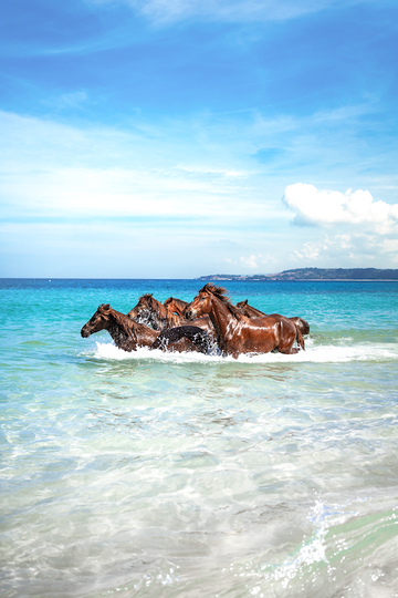 Horses in the Water 1