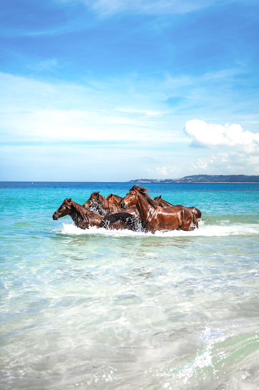 Horses in the Water 1