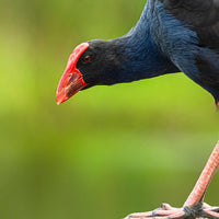 Australasian Swamp Hen - 1