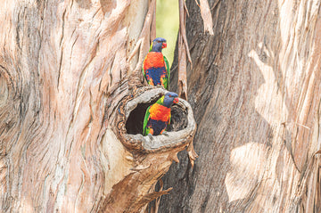 Duo of Rainbow Lorikeets in a Tree