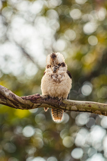 Iconic Kookaburra at Jolly’s Lookout in Queensland