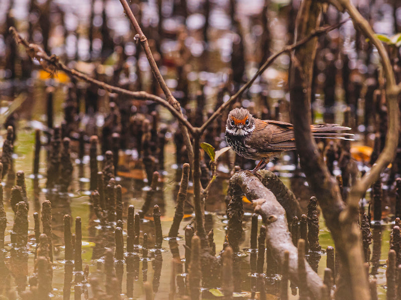Rufous Fantail Dancing Through Boondall Wetlands