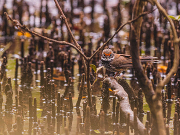 Rufous Fantail Dancing Through Boondall Wetlands