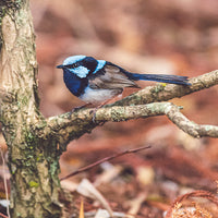 Male Superb Fairy Wren in Full Color