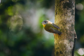 Pale Yellow Robin Perched Gracefully
