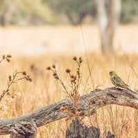 Vibrant Yellow Crimson Rosella in Outback Australia