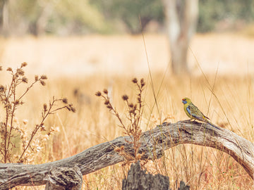 Vibrant Yellow Crimson Rosella in Outback Australia