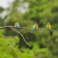 Rainbow Bee-eaters on a Branch